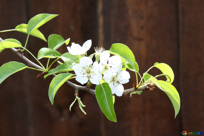 Sprig flowering pear №1830