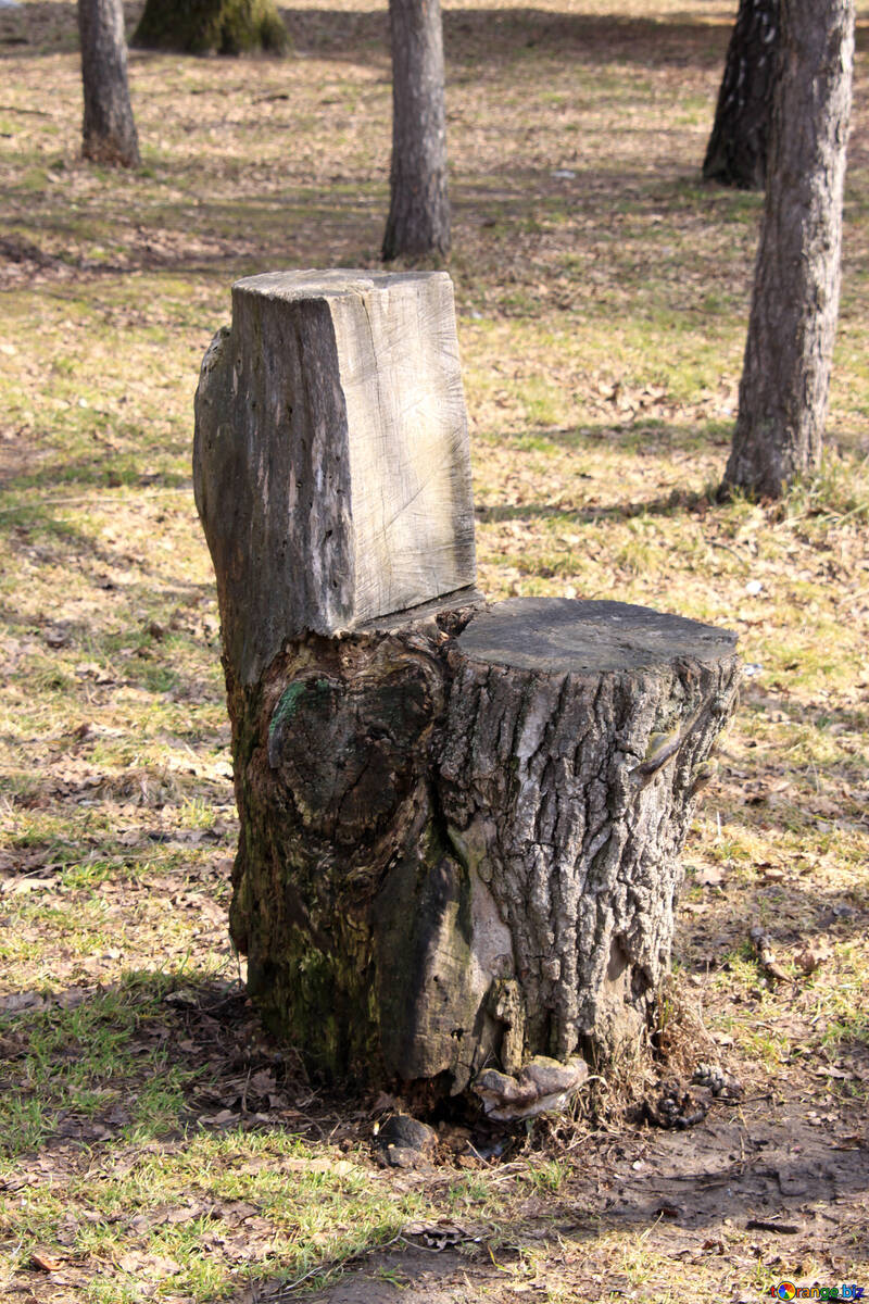 椅子 鋸で挽かれる 木 №1409