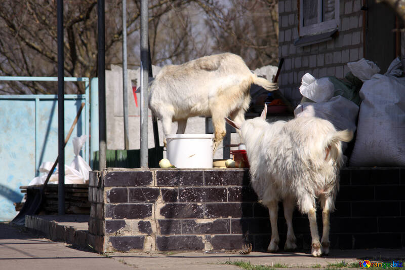 Des chèvres errant autour de la cour №1277