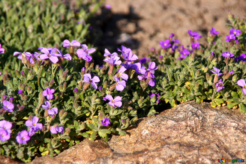 Purpurrot Blumen auf Felsen №1721