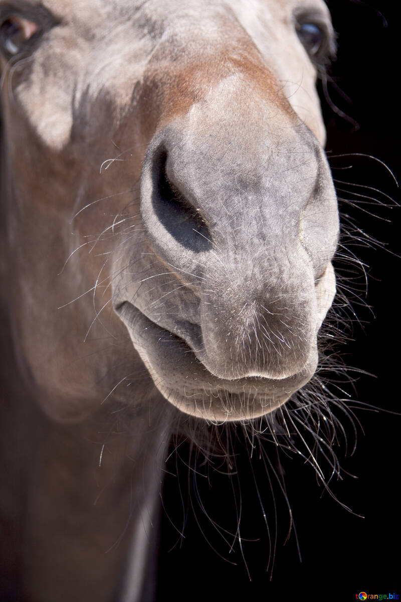 Muzzle contented mares №1205