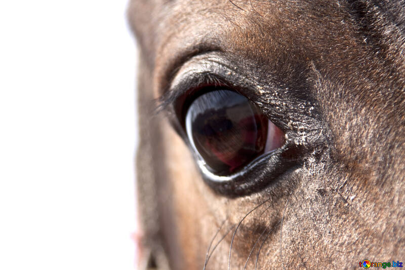 Eye of the horse №1085