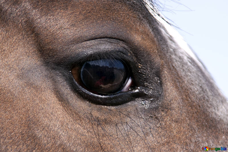 Eye of the horse №1141