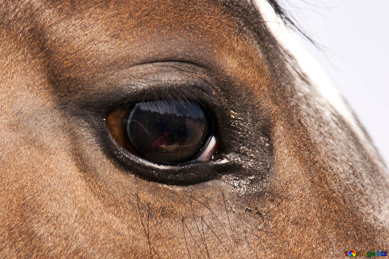  de los ojos de caballo vista del ojo  №1142