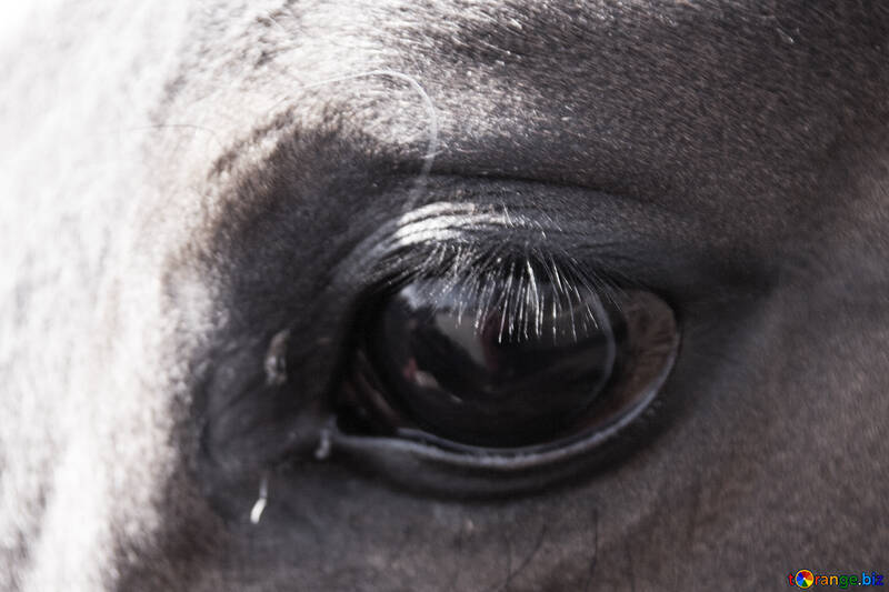 Cavalo de olho preto e branco №1138