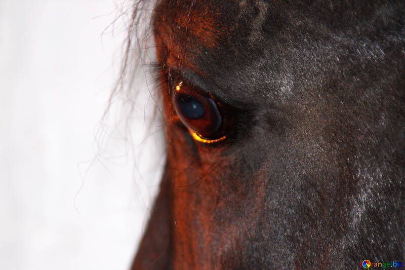 Olhos de cavalo, iluminado pelo sol ao pôr do sol №1204