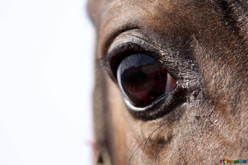 Eye of mares №1140