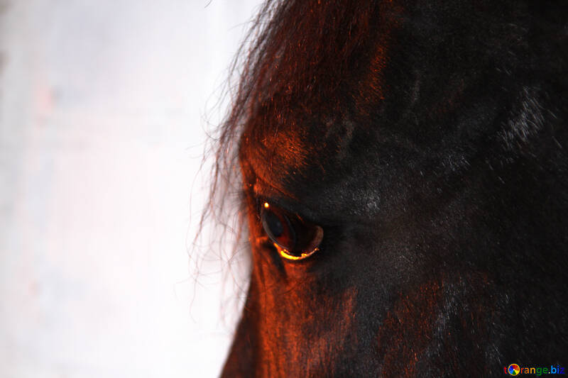 Auge eines Pferdes bei Sonnenuntergang №1202
