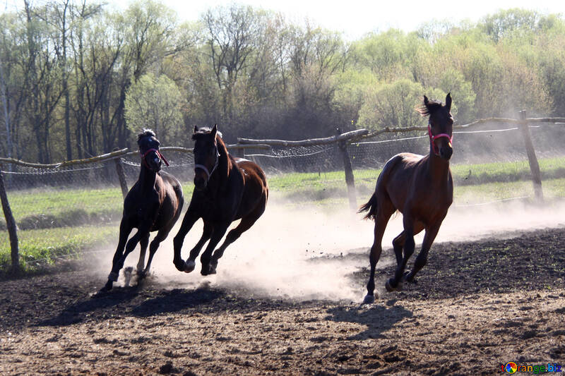 Three horse galloping №1628