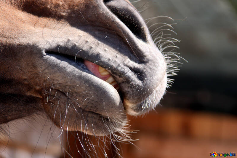 Contented horse`s nose №1208