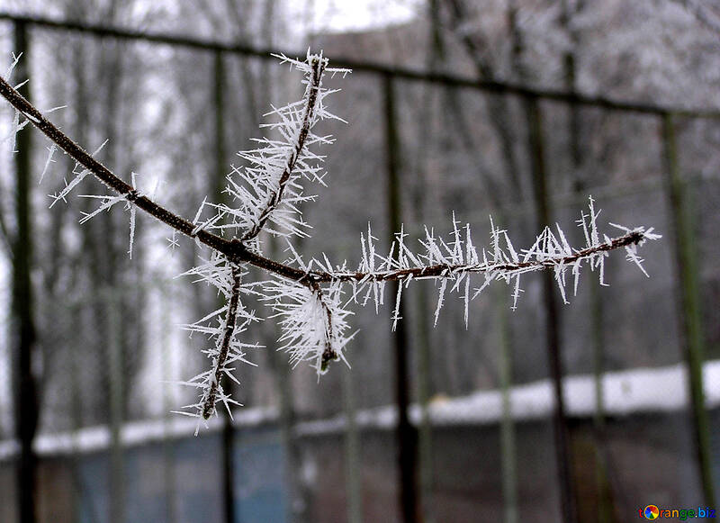 Ice needles on the tree №1011