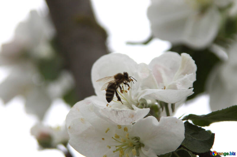 Bee flight around flower №1949