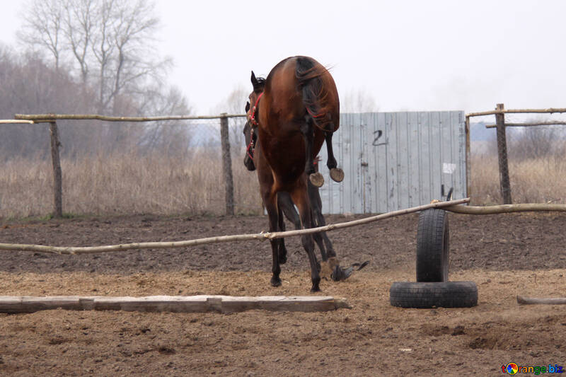 Foals preparing for jumping №1131