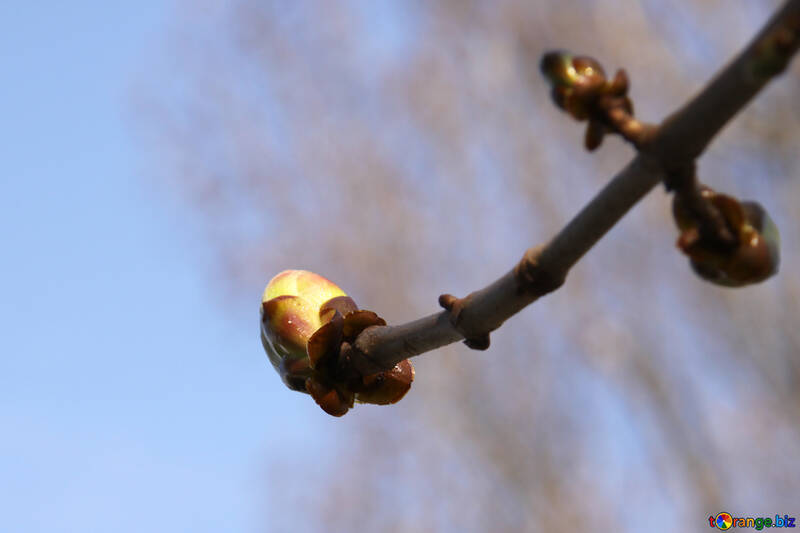 Sprig Chestnut spring №1772