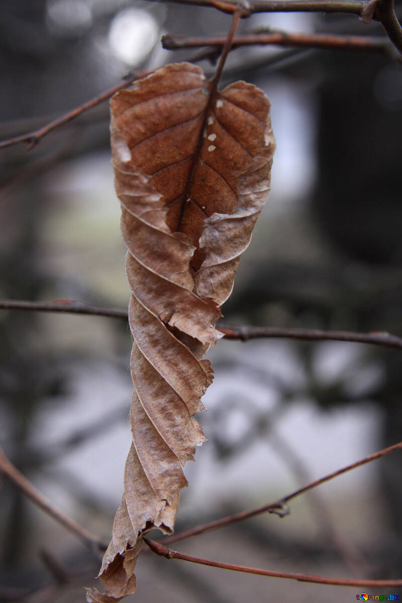 The dry leaf №1414
