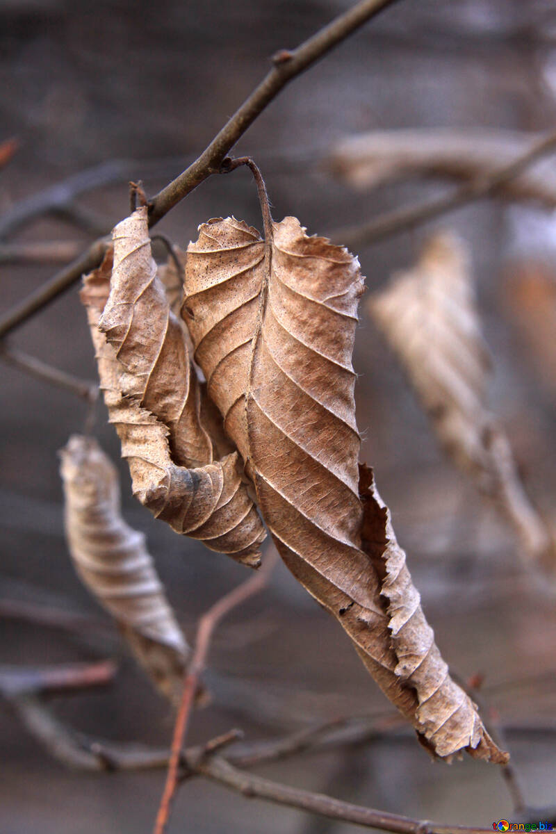 Leaf dried №1415