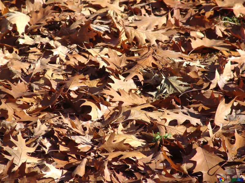 Las hojas secas №1036