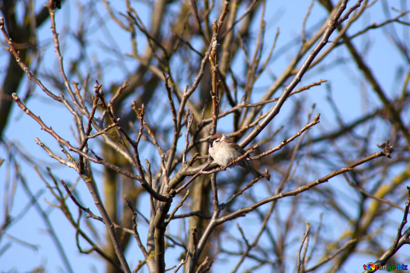 Sparrow  at  thread  tree №1192