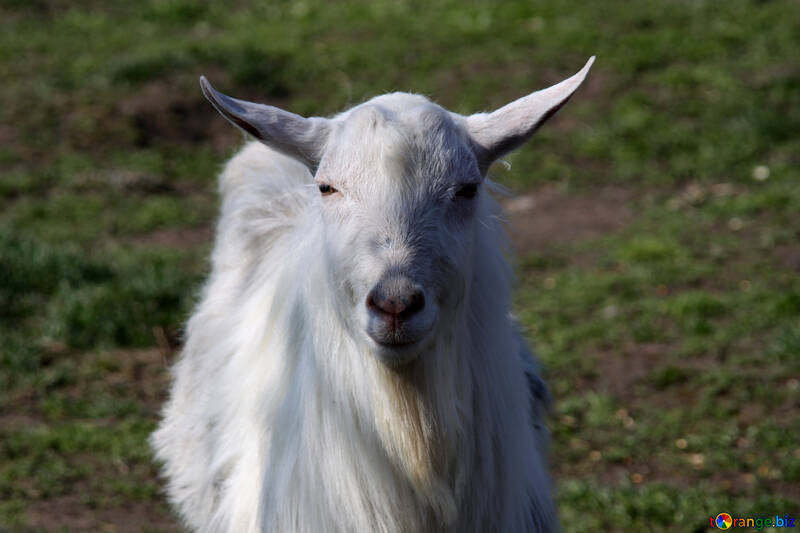 Goat. №1275