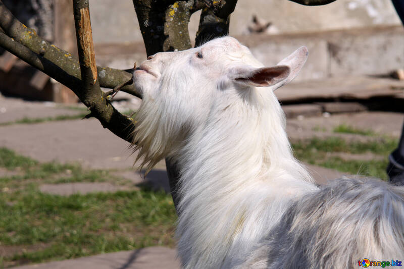 Goat flay with apple №1279