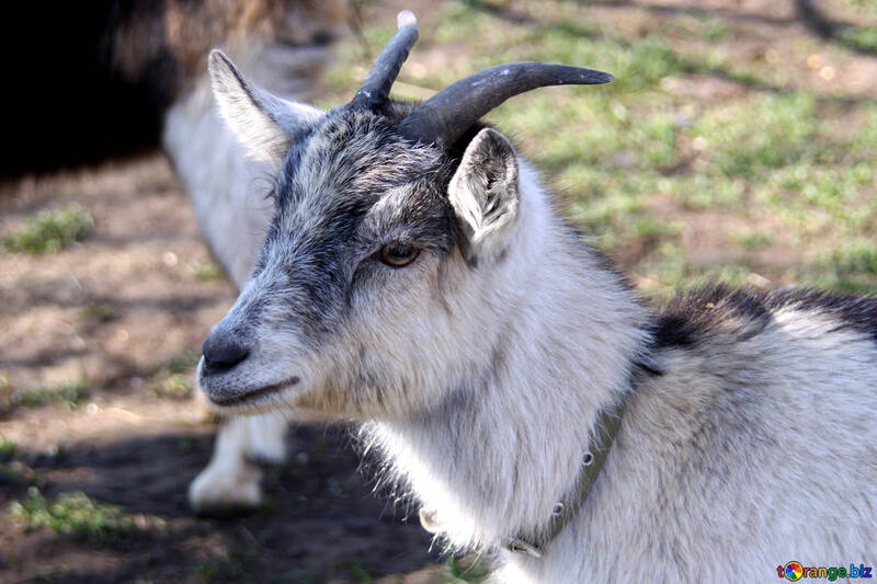Gray goat №1282