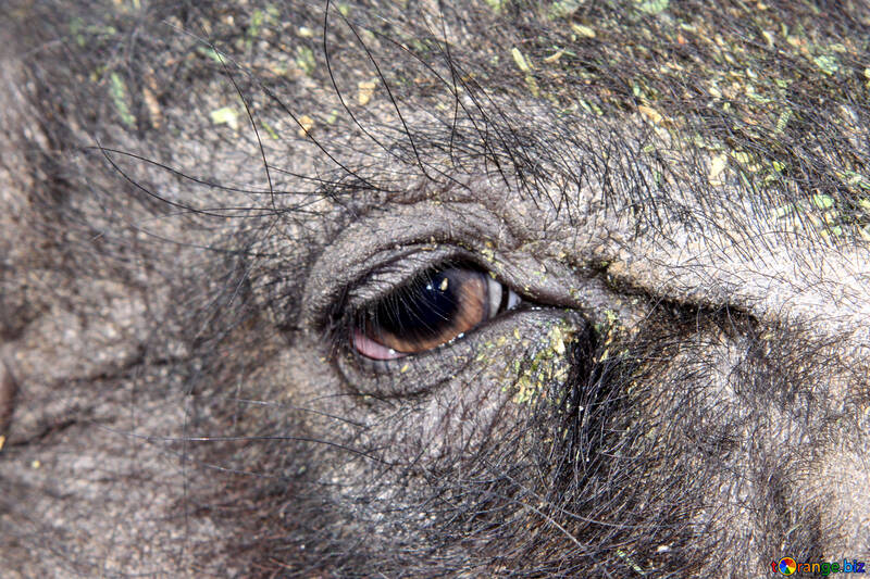 Eye of the pig №1957