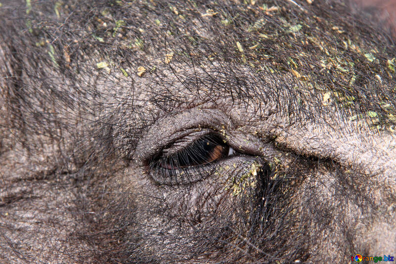 Eye of pig. Large №1958