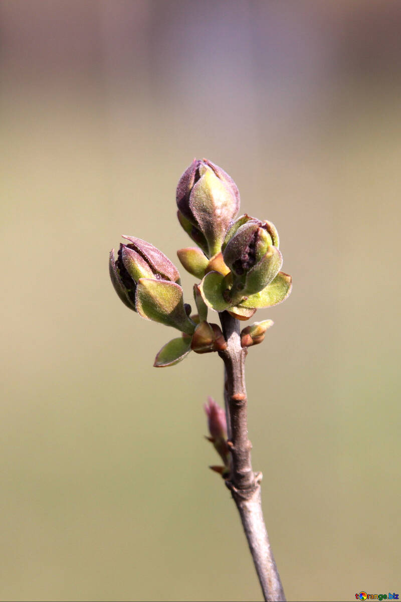 Blossoming flower buds of lilac №1768