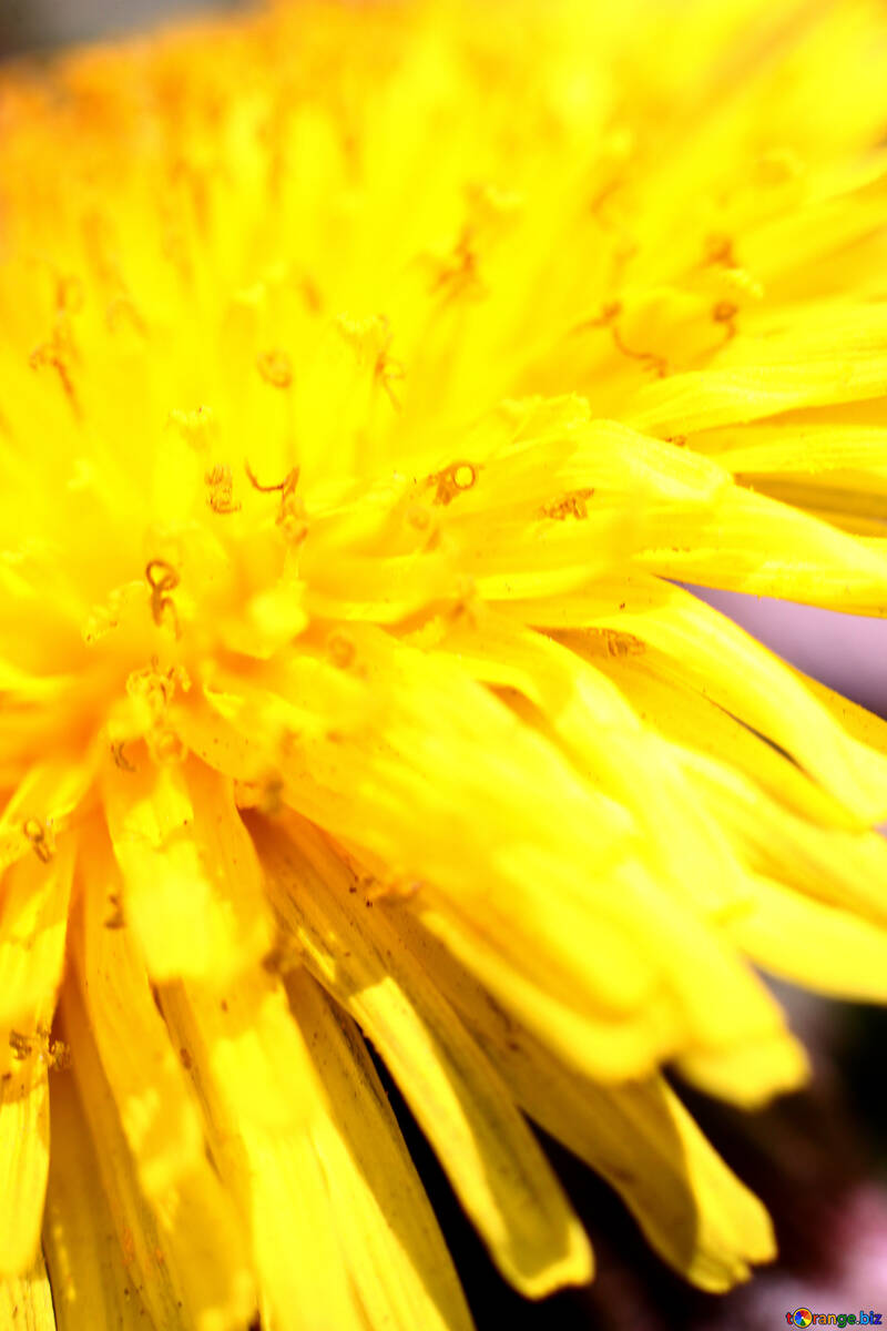 A yellow dandelion. Macro №1733