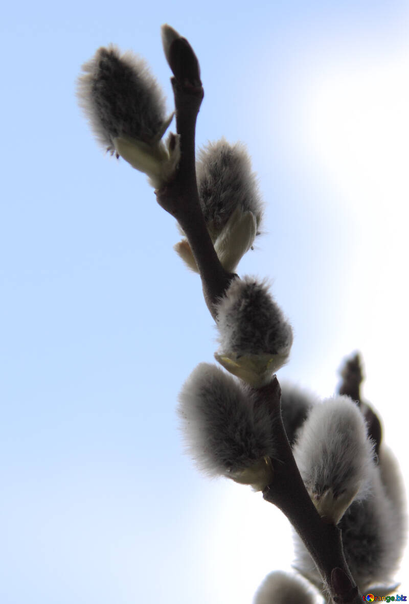 Flower  Willow  on  sky background №1019