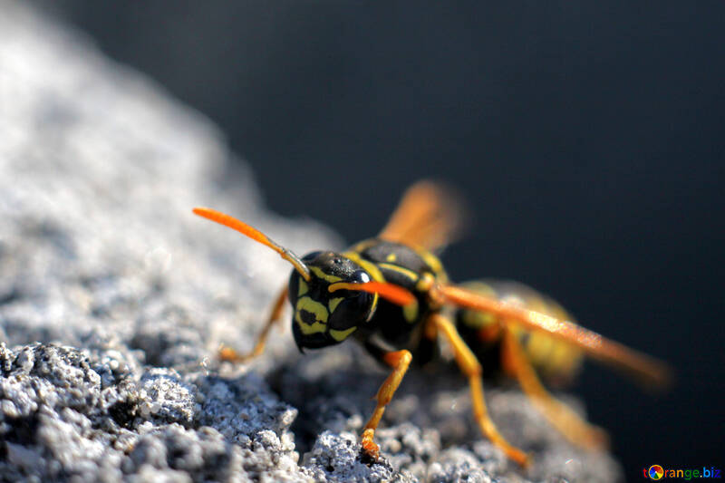Wasp on stone №1791