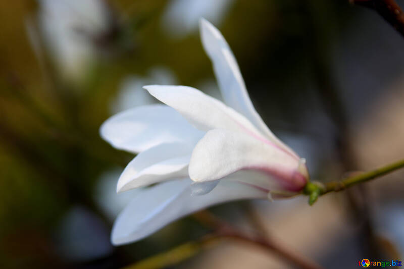 Magnolia bourgeon №1762