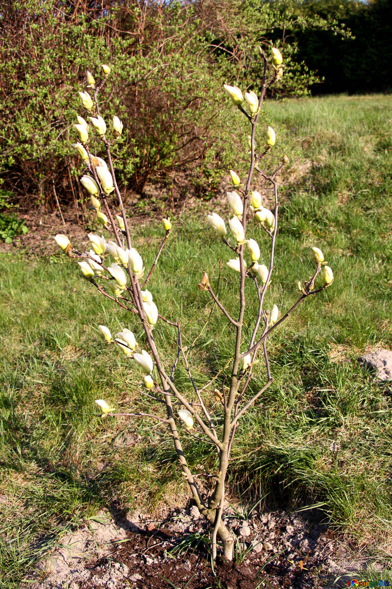 Eine blühende Magnolie №1756