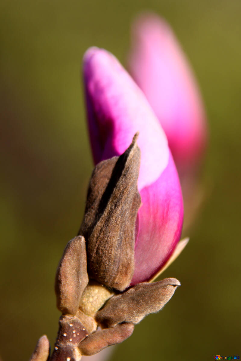Rose magnolia bourgeon №1757