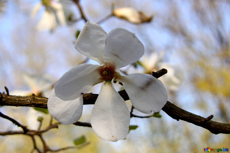 Magnolia blanc №1763