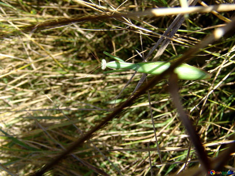 Mantis hid in the grass №1003