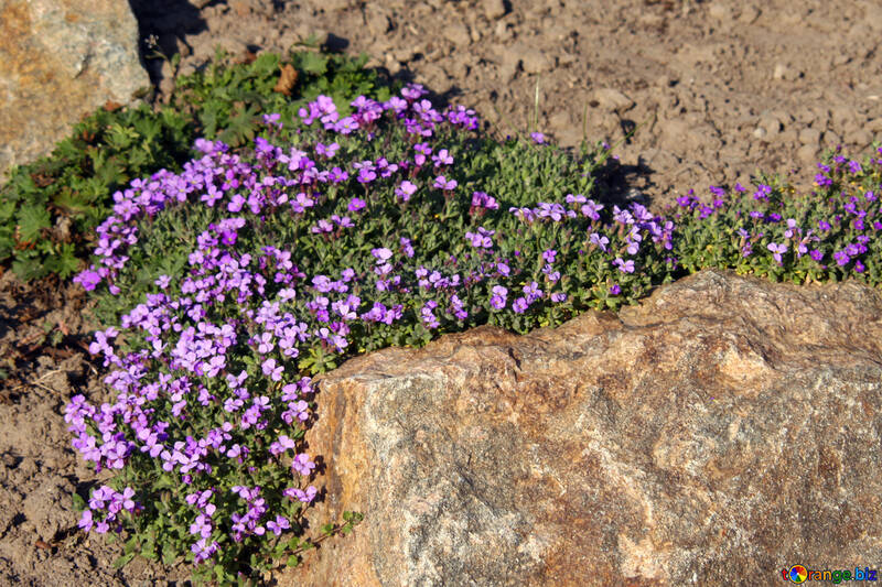 Квіти ввесной на альпійской гірці №1719