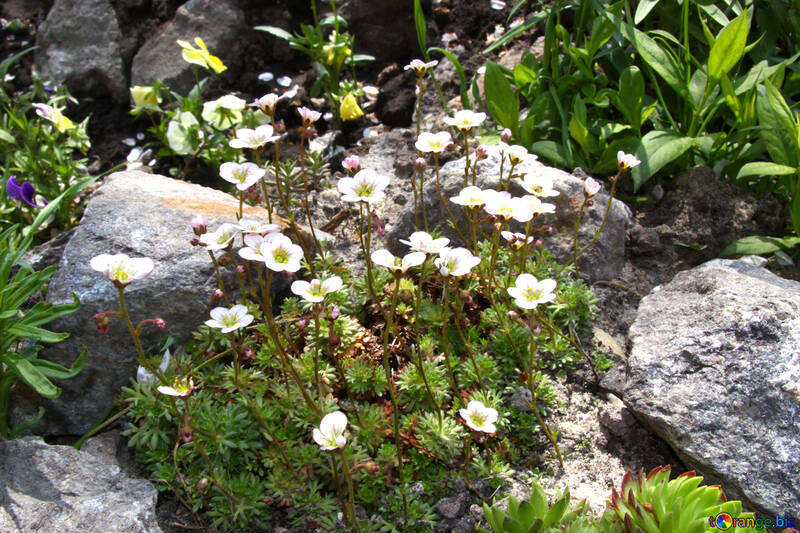 Blanc floraison saxifrage №1811