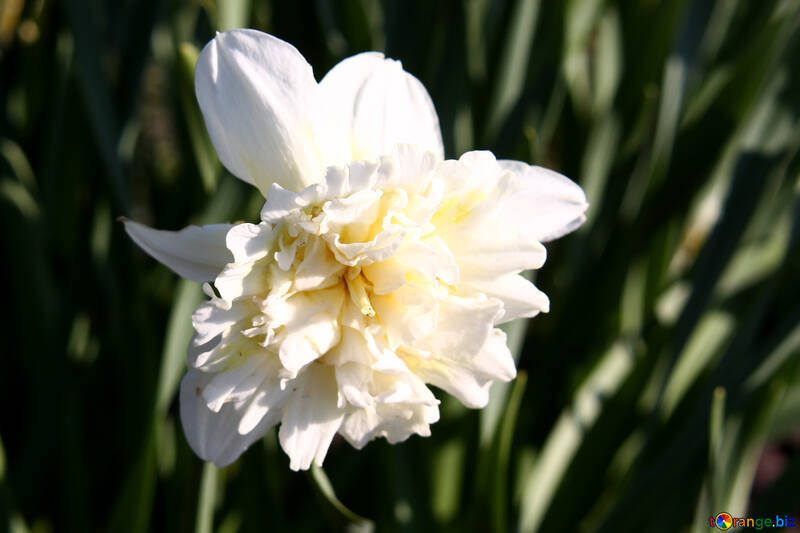 Narcissus №1748