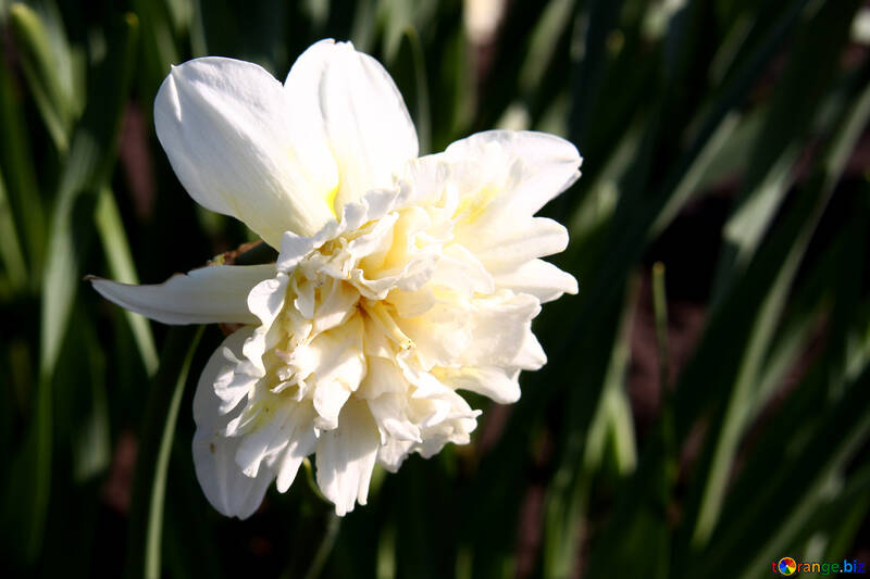 White terry narcissus №1747