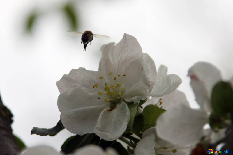 Bee flies away from the flower №1950