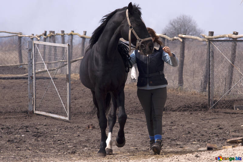 Ein Mädchen führt das Pferd zu Fuß №1123