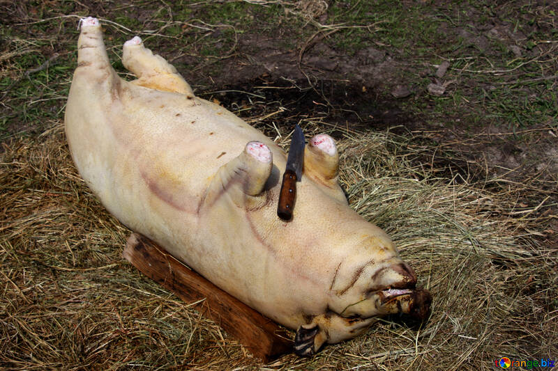 Оброблення туші свині №1857
