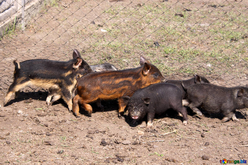 Los cerdos salvajes №1263
