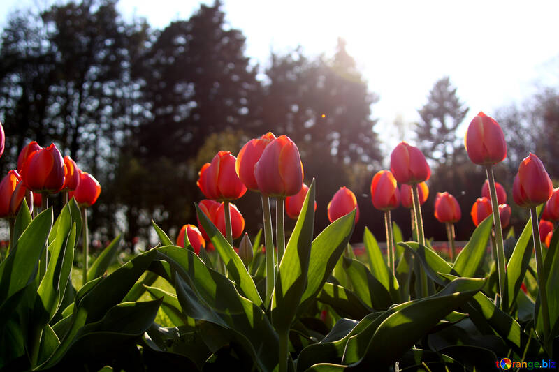 Rojo tulipanes en kontrazhure №1653