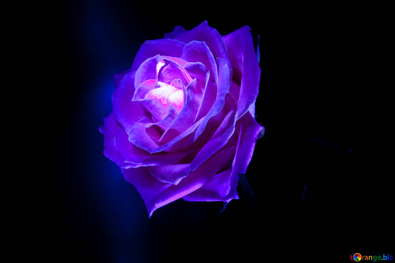 Rosa blu №1235