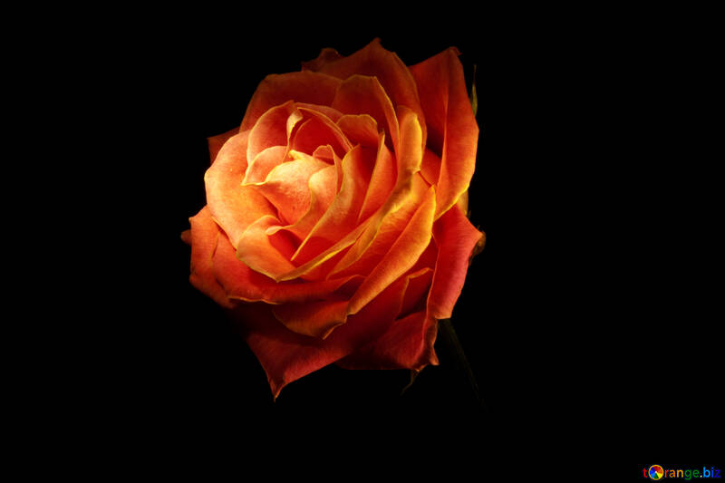 Fire rose wallpaper for desktop free image - № 1236