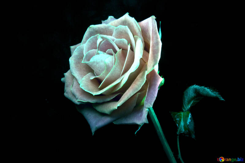Grün Rose №1237