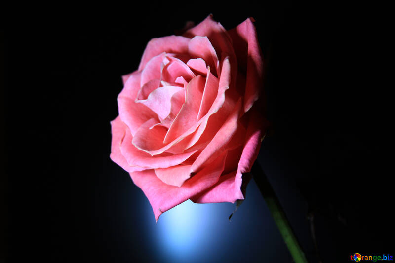 Рожева троянда №1154