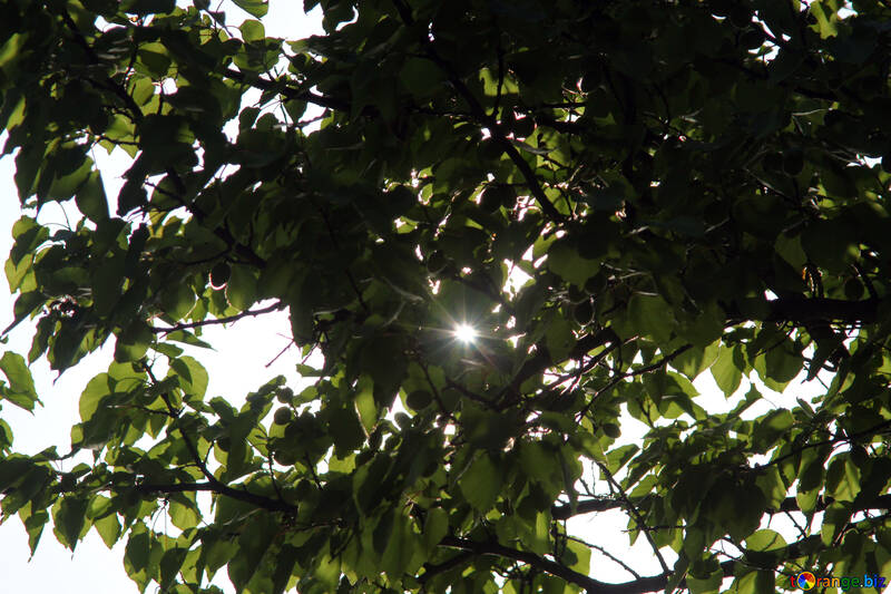  Un rayo de sol entre las hojas  №1940